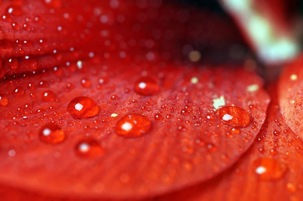 Лепестки красного цветка — стоковое фото