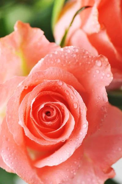 장미꽃 다발 — 스톡 사진
