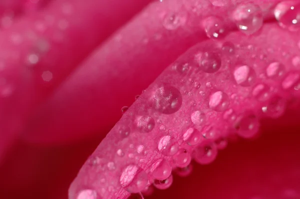 Pink rose with water drops — Stock Photo, Image
