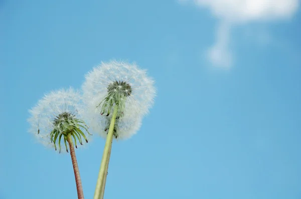 Sowthistle on the sky background — Stock Photo, Image