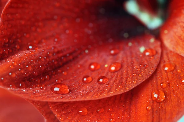 Bloemblaadjes van rode bloem — Stockfoto