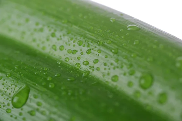 stock image Bright green leaf