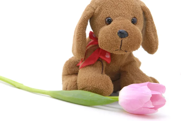Small doogy toy with flower — Stock Photo, Image