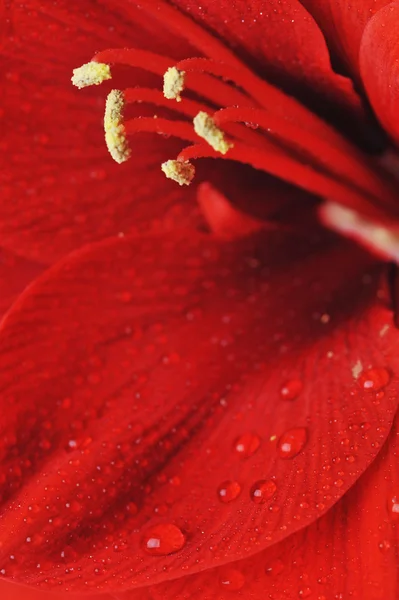 Amaryllis çiçek — Stok fotoğraf