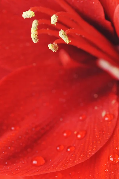 アマリリスの花 — ストック写真
