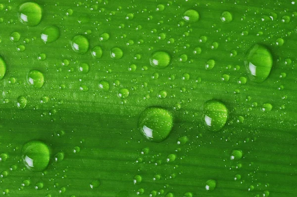 Feuille verte avec gouttes d'eau — Photo