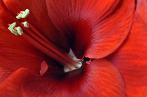 stock image Amaryllis flower