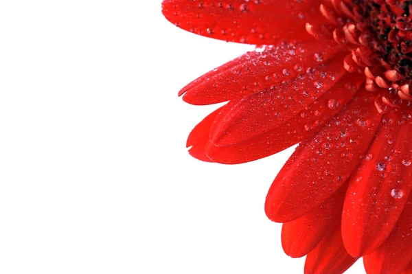 Gerbera czerwony z bliska — Zdjęcie stockowe