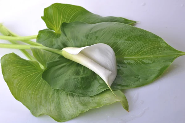 Weiße Blume mit grünen Blättern — Stockfoto