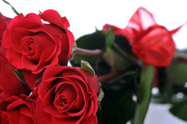 Rosas rojas de cerca —  Fotos de Stock