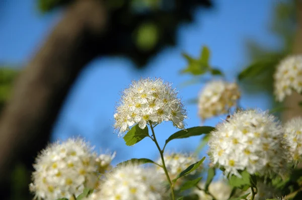 Λευκό λουλούδι στο φόντο του ουρανού — Φωτογραφία Αρχείου