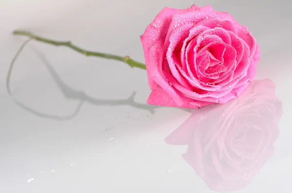 Rosa rosa com gotas de água — Fotografia de Stock