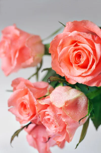 Egy csokor rózsa. — Stock Fotó