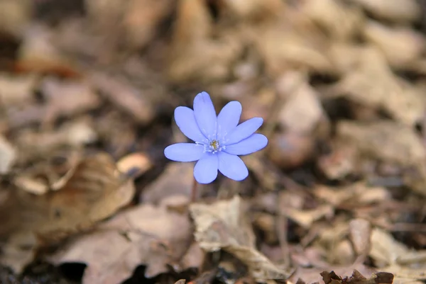 Blauwe lentebloem — Stockfoto