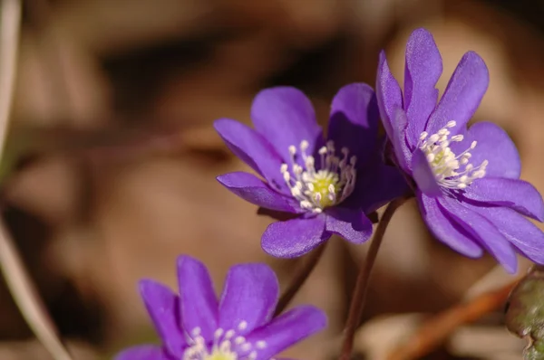 stock image First flowers