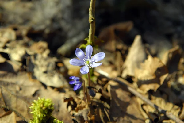 Modrý jarní květ — Stock fotografie