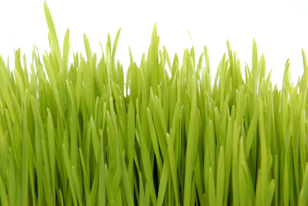 Čerstvá tráva izolovaných na bílém — Stock fotografie