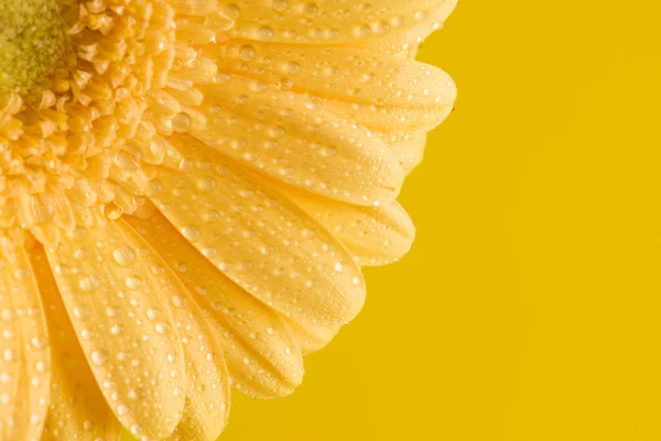 Gerberas amarillas de cerca — Foto de Stock