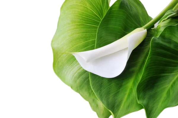 Calla lily ve yeşil yaprak — Stok fotoğraf