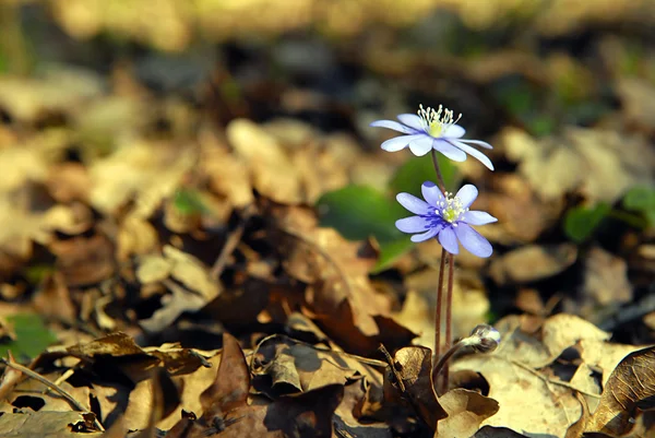 Fleur de printemps bleue — Photo