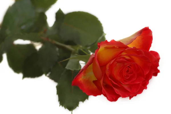 붉은 장미를 가까이 서 — 스톡 사진