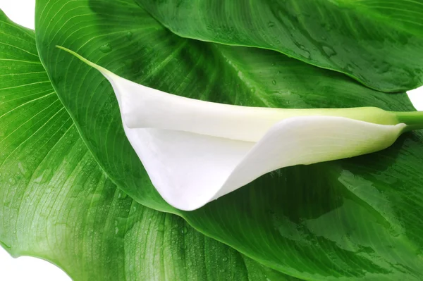 stock image White calla lily