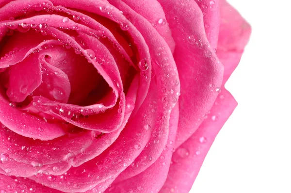 Рожева троянда з краплями води — стокове фото