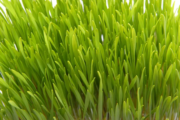 Свежая трава — стоковое фото