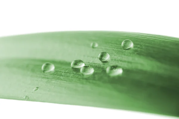 Зеленый лист с капельками воды — стоковое фото