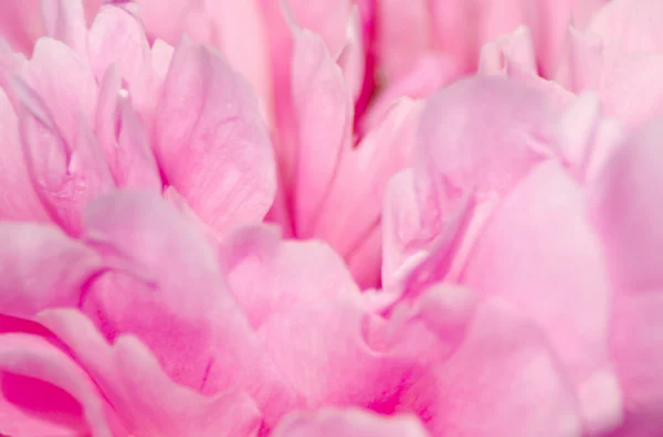 Rosa Blume aus nächster Nähe — Stockfoto