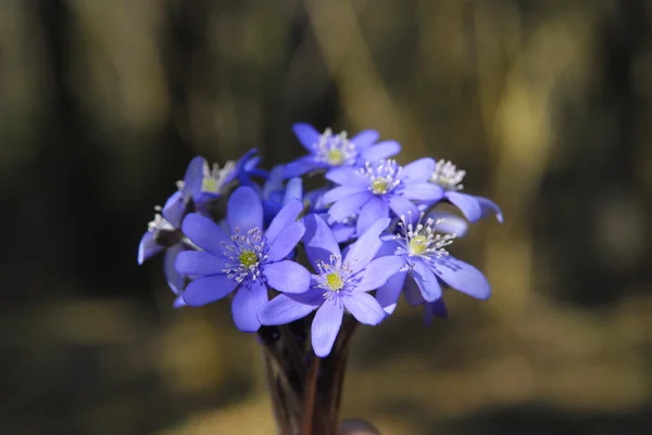 Mavi bahar çiçekleri — Stok fotoğraf