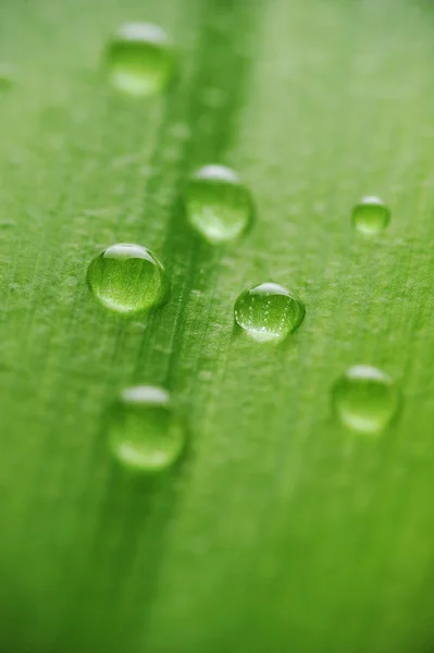 Bright green leaf — Stock Photo, Image