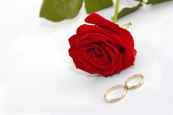Rose rouge avec anneaux — Photo