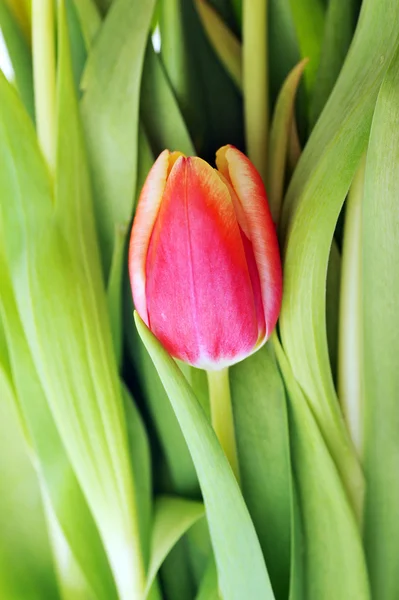 Tulip och många blad — Stockfoto