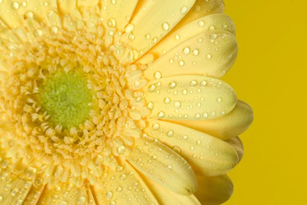 Gerbera jaune gros plan — Photo