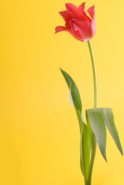 stock image Red tulip close up