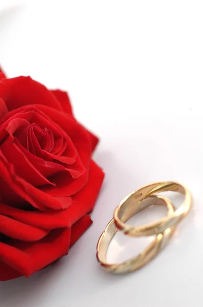 Rosa rossa con anelli — Foto Stock