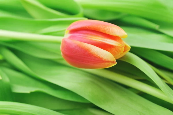 Tulpe und viele Blätter — Stockfoto