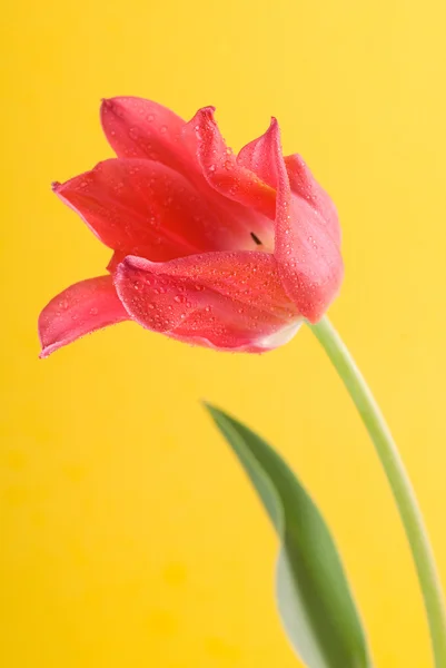 Červený tulipán zavřít — Stock fotografie