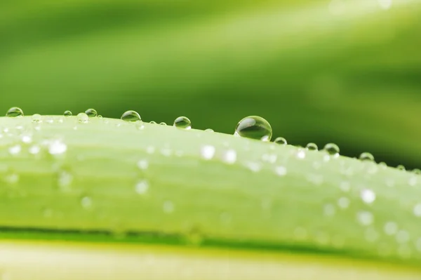 stock image Stalks with leaves