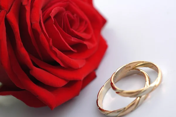 Rose rouge avec anneaux — Photo