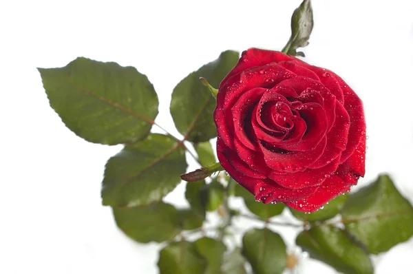 Mawar merah makro — Stok Foto