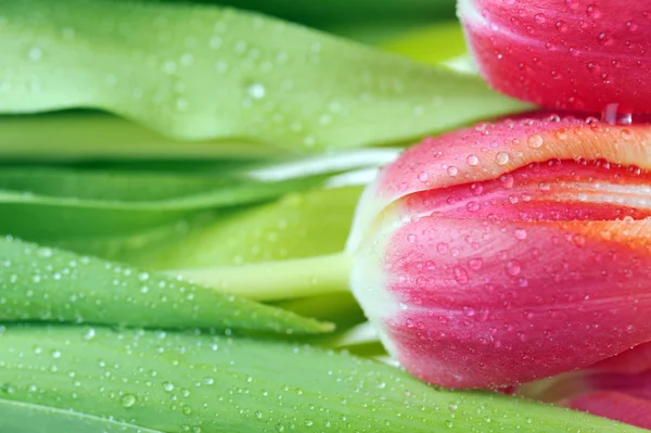 stock image Tulip and many leaves