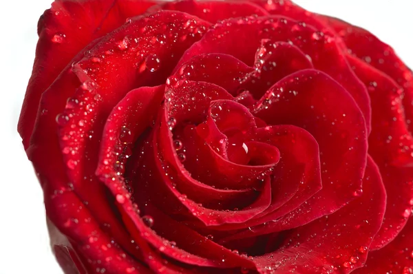 붉은 장미 매크로 — 스톡 사진