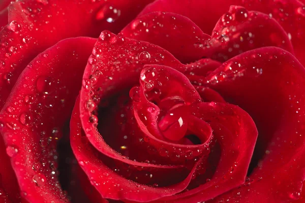 Vörös rózsa makró — Stock Fotó
