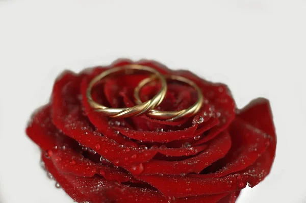 Red rose with rings — Stock Photo, Image