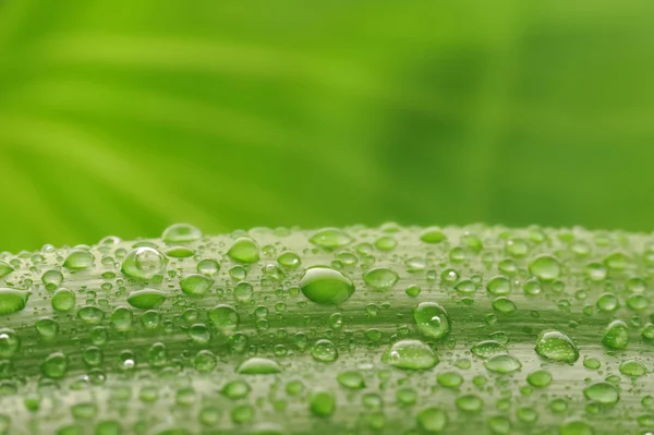 Green plant leaf with water drops — Stock Photo, Image