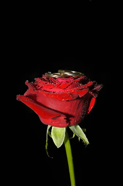 Rosa vermelha com anéis — Fotografia de Stock