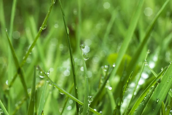 stock image Fresh green grass with water drops