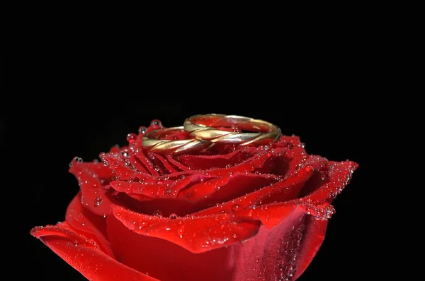 リングと赤いバラ — ストック写真